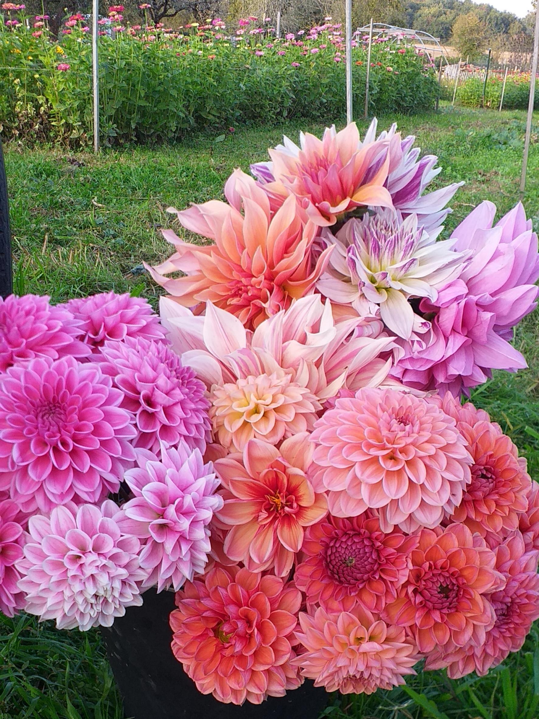 Beauchamp Ferme à Fleurs - Photo 9