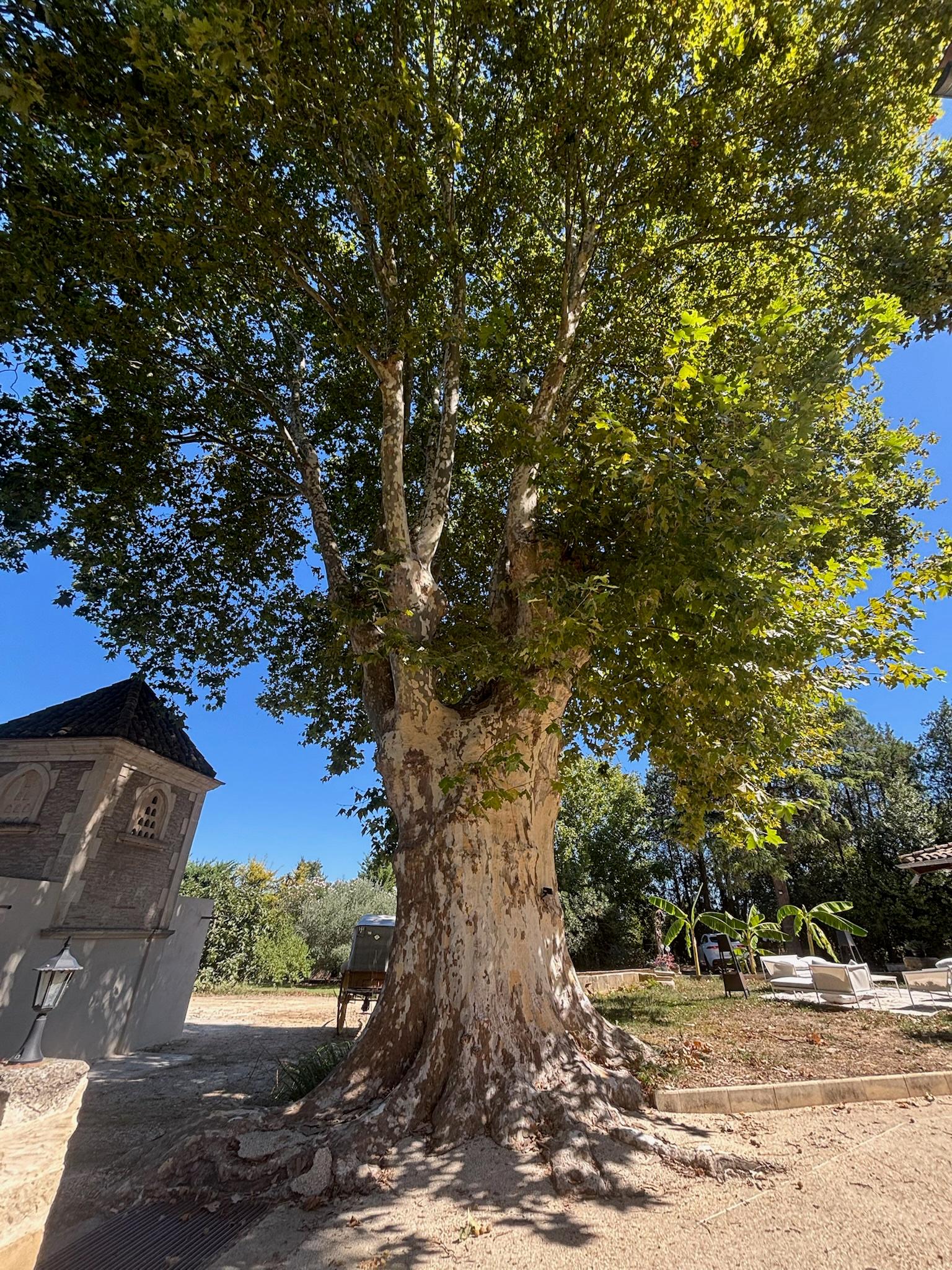 Domaine Moulin du Temple - Photo 2