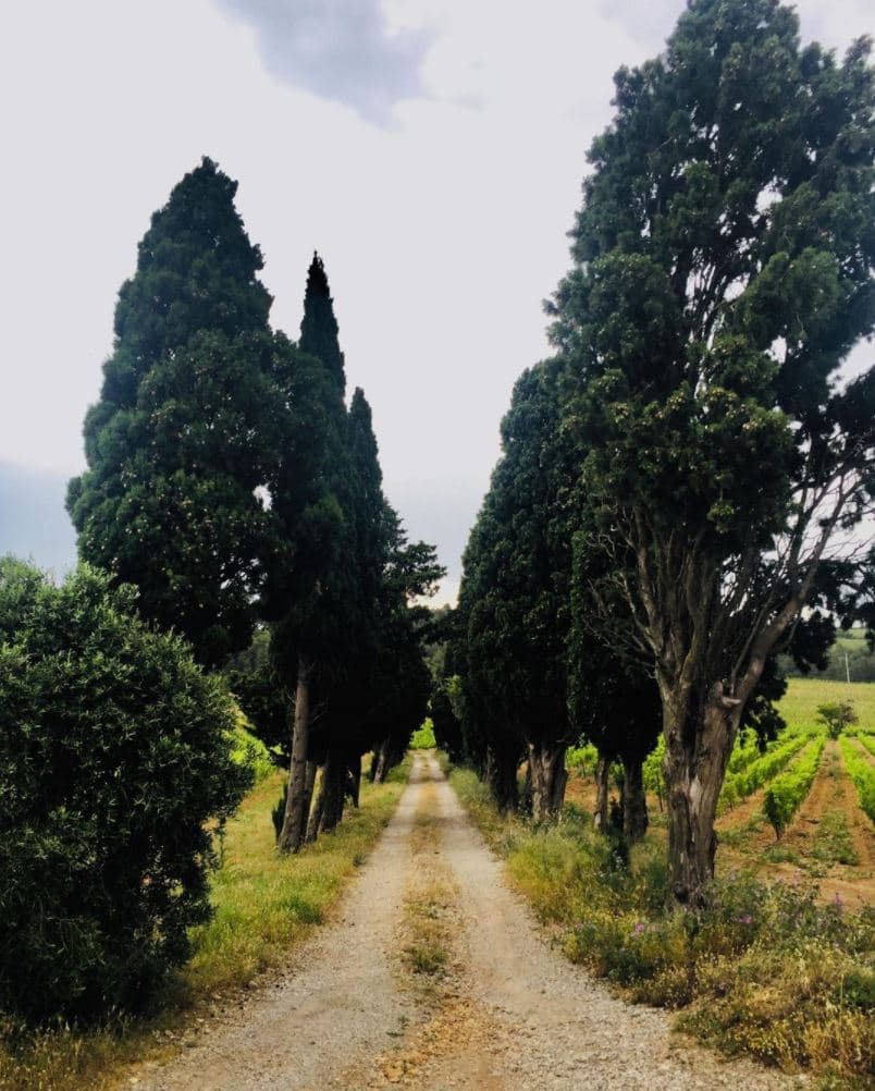 Domaine du grand sauvage - Photo 7